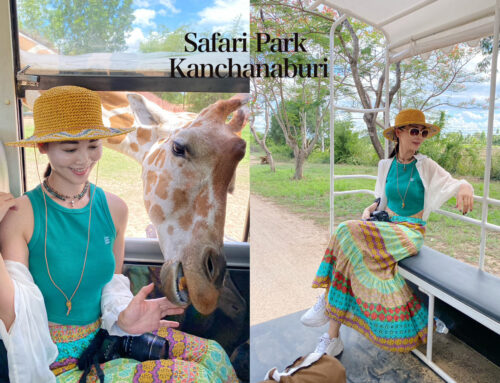 泰國北碧府野生動物園，遊園車也能近距離親餵長頸鹿，表情專家原來是斑馬