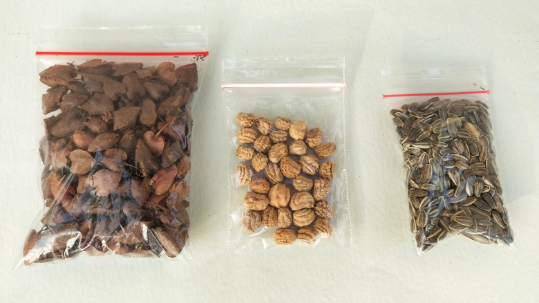 Mystery seeds in plastic bags