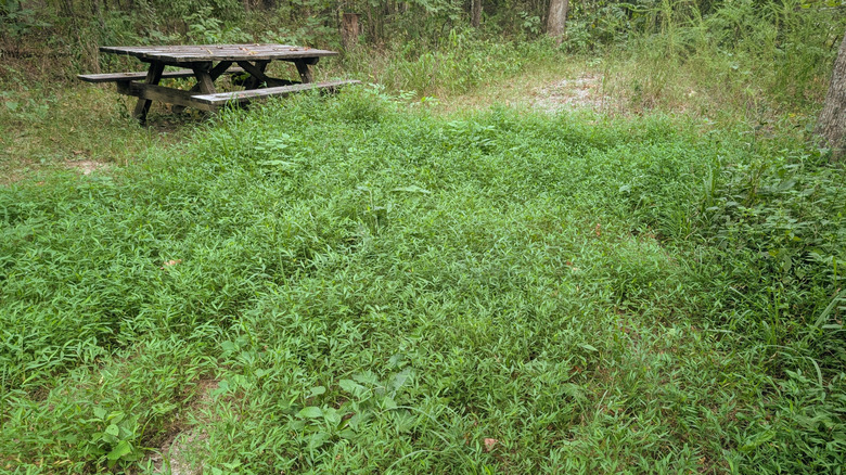 a stand of stiltgrass growing near an old picnic table
