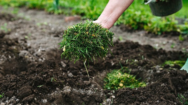 A person putting grass clippings onto a soil bed