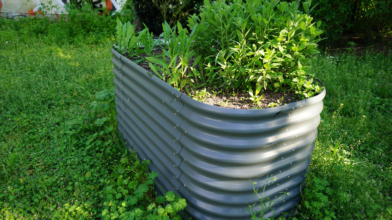Vegetables growing in a galvanized steel garden bed.