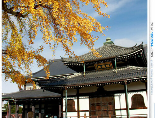 【婗媽看世界】D4：西本願寺│金黃耀眼的銀杏~溫暖了大小殿堂。
