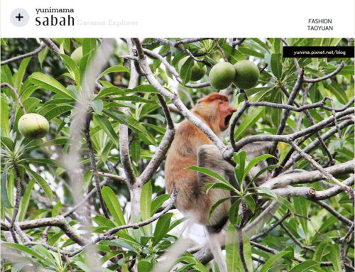 【婗媽看世界】沙巴:::Garama Explorer River Cruise紅樹林探訪長鼻猴.螢火蟲.水牛的生態之旅